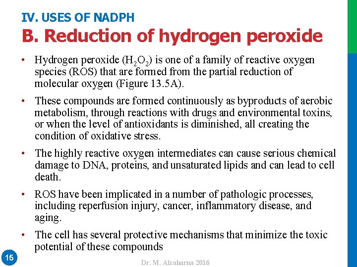 IV. USES OF NADPH B. Reduction of hydrogen peroxide • Hydrogen peroxide (H 2