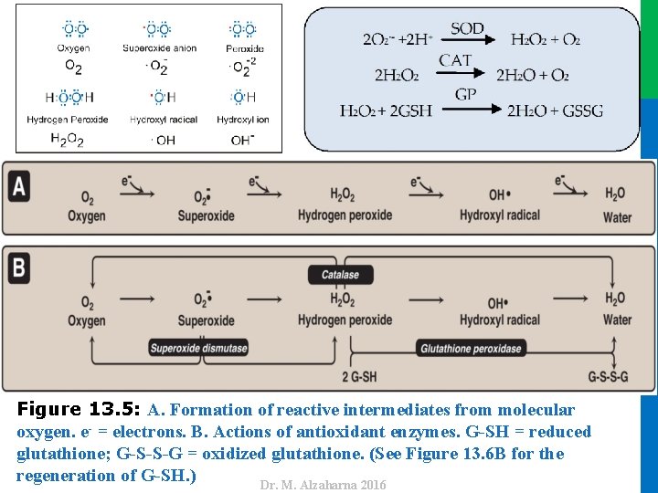 Dr. M. Alzaharna 2016 Figure 13. 5: A. Formation of reactive intermediates from molecular