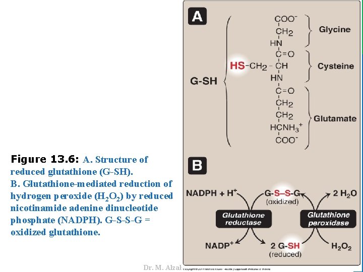 Dr. M. Alzaharna 2016 Figure 13. 6: A. Structure of reduced glutathione (G-SH). B.