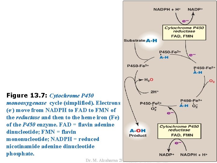 Dr. M. Alzaharna 2016 Figure 13. 7: Cytochrome P 450 monooxygenase cycle (simplified). Electrons