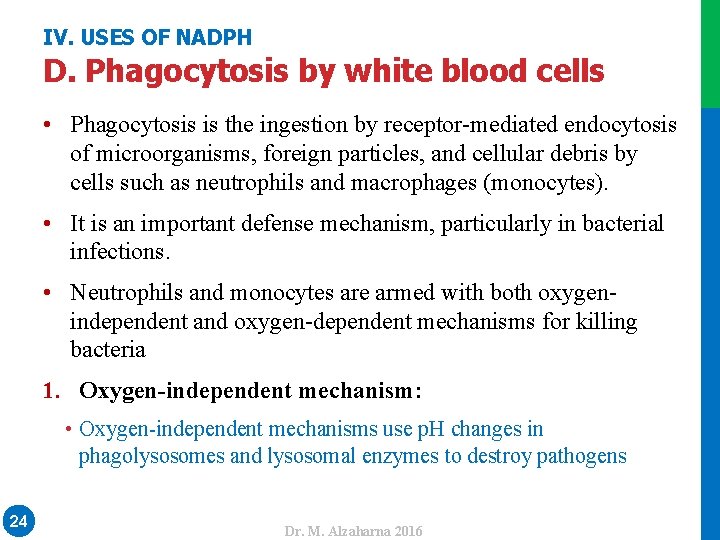 IV. USES OF NADPH D. Phagocytosis by white blood cells • Phagocytosis is the