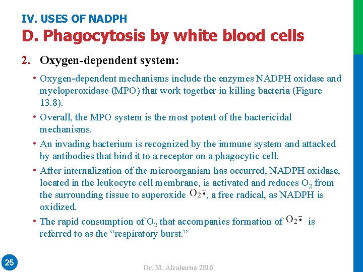 IV. USES OF NADPH D. Phagocytosis by white blood cells • Oxygen-dependent mechanisms include