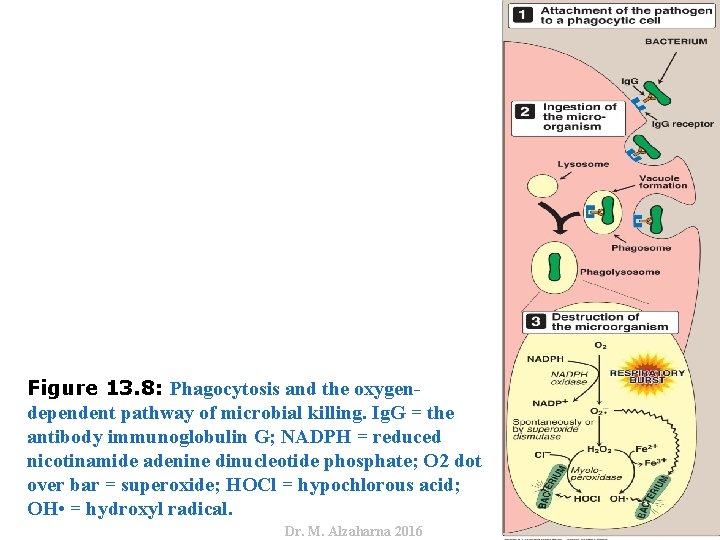 Dr. M. Alzaharna 2016 Figure 13. 8: Phagocytosis and the oxygendependent pathway of microbial