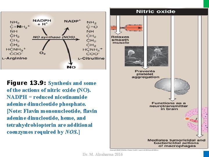 Dr. M. Alzaharna 2016 Figure 13. 9: Synthesis and some of the actions of