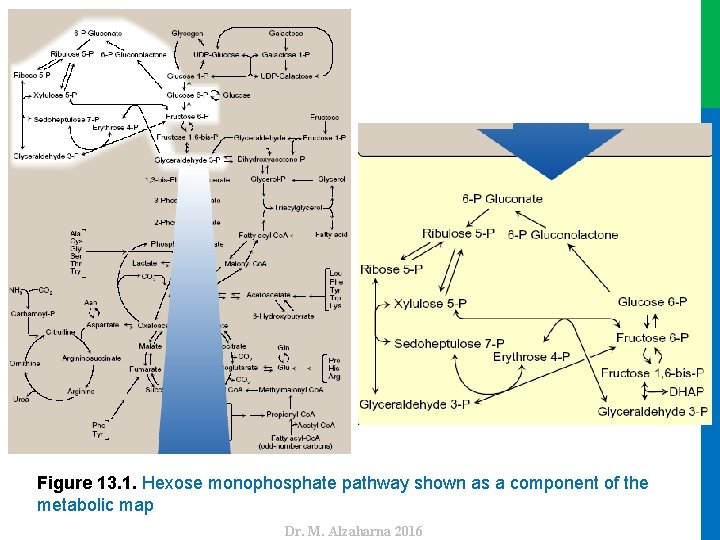 Dr. M. Alzaharna 2016 Figure 13. 1. Hexose monophosphate pathway shown as a component
