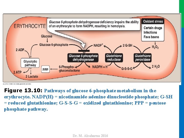 Dr. M. Alzaharna 2016 Figure 13. 10: Pathways of glucose 6 -phosphate metabolism in