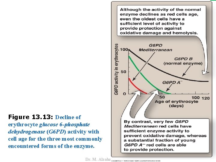 Dr. M. Alzaharna 2016 Figure 13. 13: Decline of erythrocyte glucose 6 -phosphate dehydrogenase