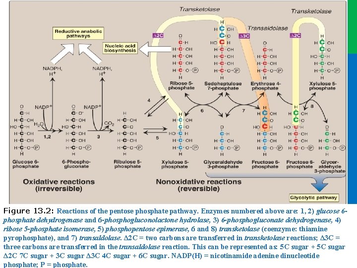 Dr. M. Alzaharna 2016 Figure 13. 2: Reactions of the pentose phosphate pathway. Enzymes