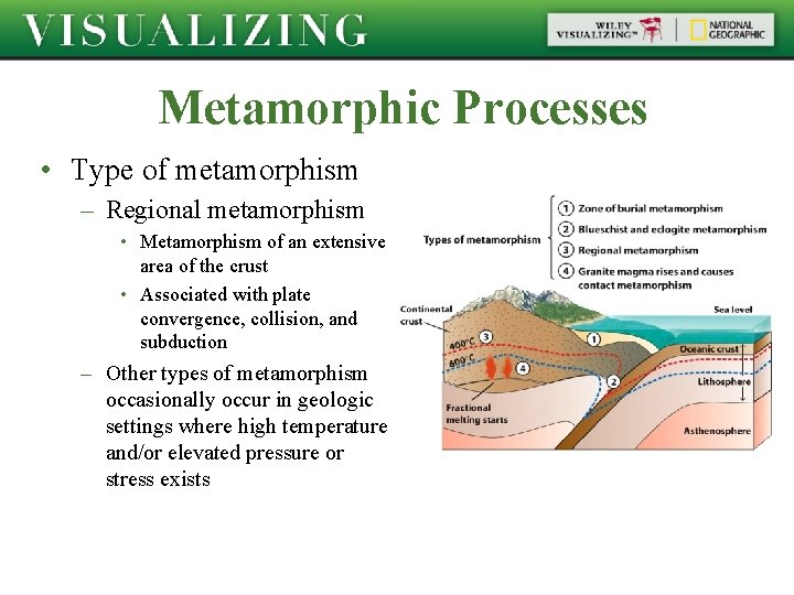 Metamorphic Processes • Type of metamorphism – Regional metamorphism • Metamorphism of an extensive