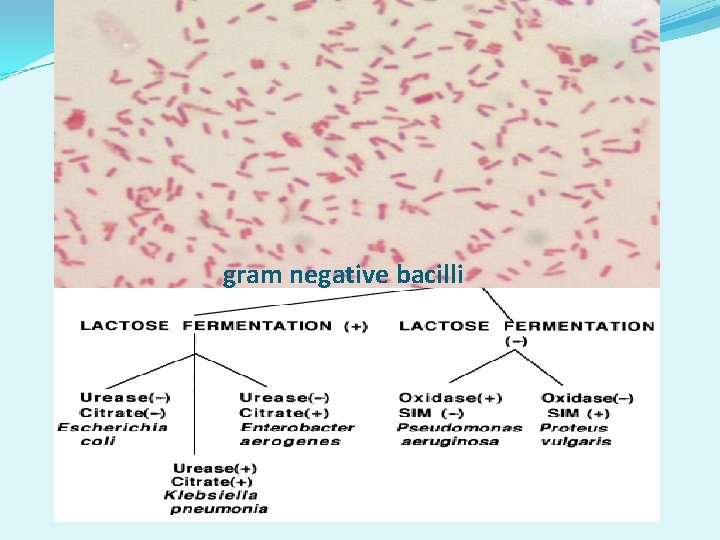 gram negative bacilli 