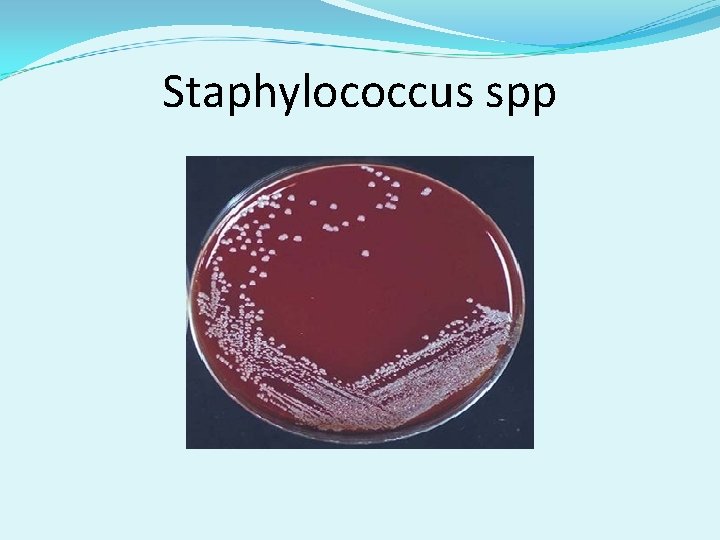 Staphylococcus spp 