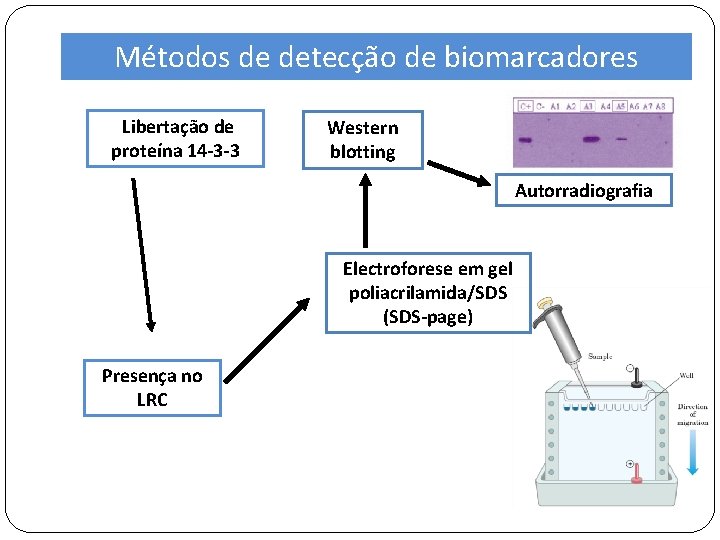 Métodos de detecção de biomarcadores Libertação de proteína 14 -3 -3 Western blotting Autorradiografia