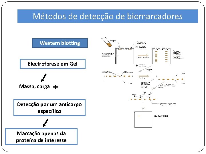 Métodos de detecção de biomarcadores Western blotting Electroforese em Gel Massa, carga + Detecção