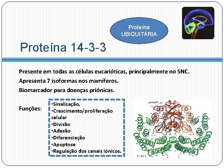 Proteína UBIQUITÁRIA Proteína 14 -3 -3 Presente em todas as células eucarióticas, principalmente no
