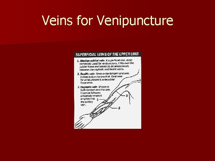 Veins for Venipuncture 