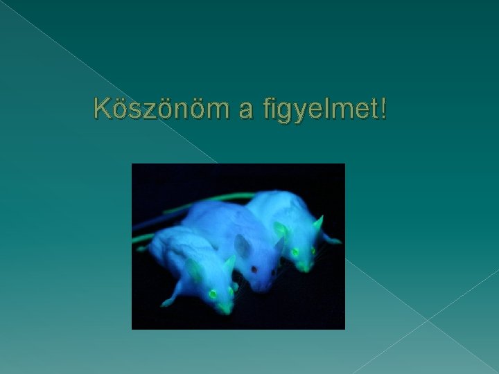 Köszönöm a figyelmet! Köszönöm a figyelmet!
