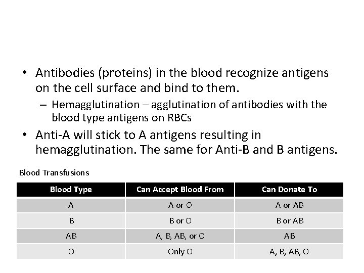  • Antibodies (proteins) in the blood recognize antigens on the cell surface and