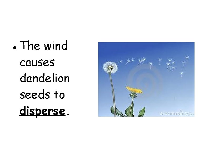  The wind causes dandelion seeds to disperse. 