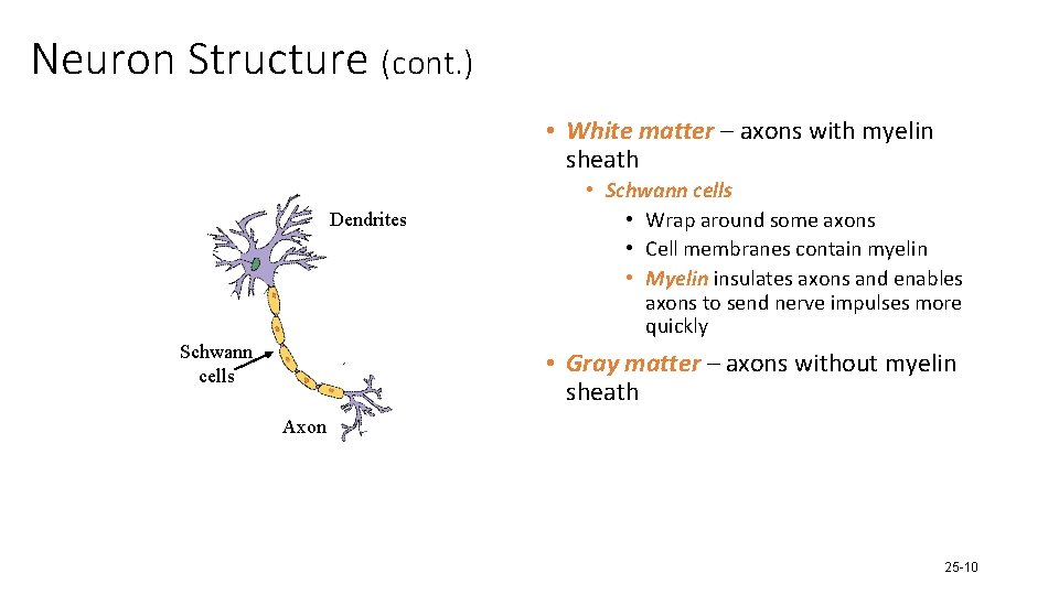 Neuron Structure (cont. ) • White matter – axons with myelin sheath Dendrites Schwann