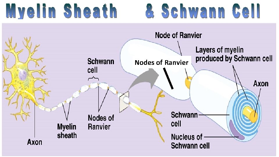 Nodes of Ranvier 