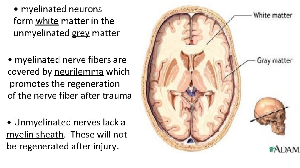  • myelinated neurons form white matter in the unmyelinated grey matter • myelinated