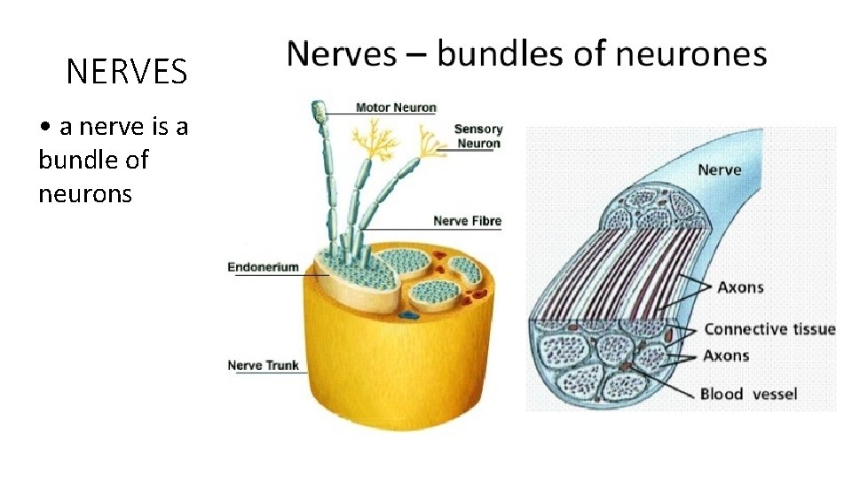 NERVES • a nerve is a bundle of neurons 