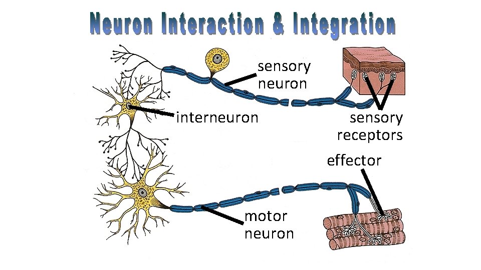 sensory neuron interneuron motor neuron sensory receptors effector 
