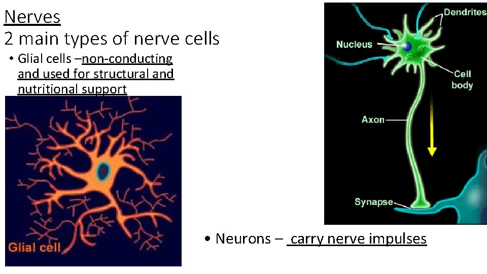 Nerves 2 main types of nerve cells • Glial cells –non-conducting and used for