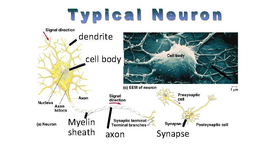 dendrite cell body Myelin sheath axon Synapse 