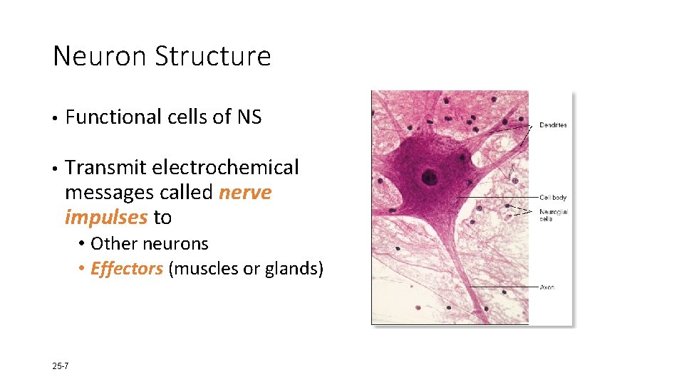Neuron Structure • Functional cells of NS • Transmit electrochemical messages called nerve impulses