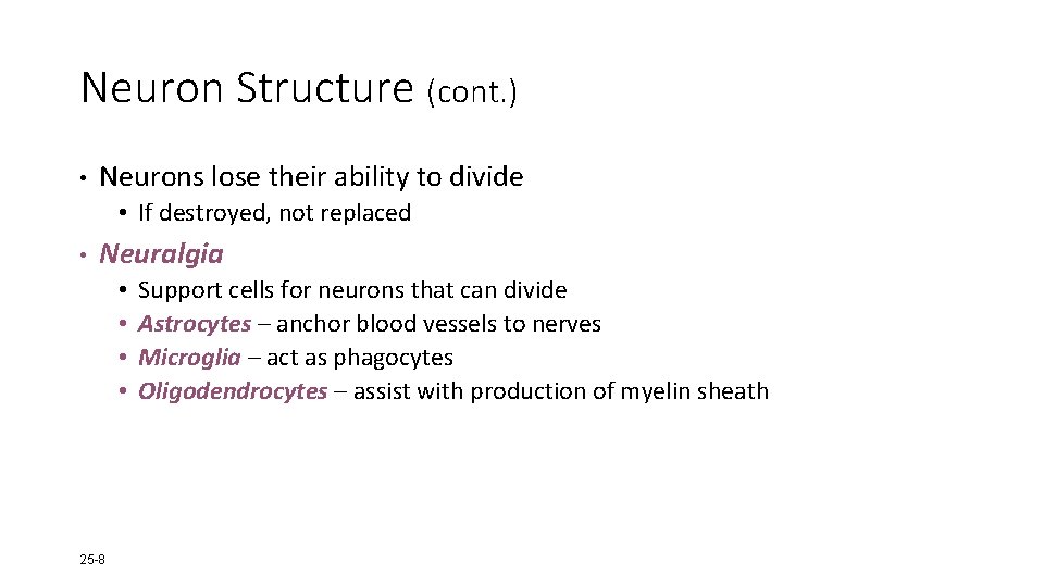 Neuron Structure (cont. ) • Neurons lose their ability to divide • If destroyed,
