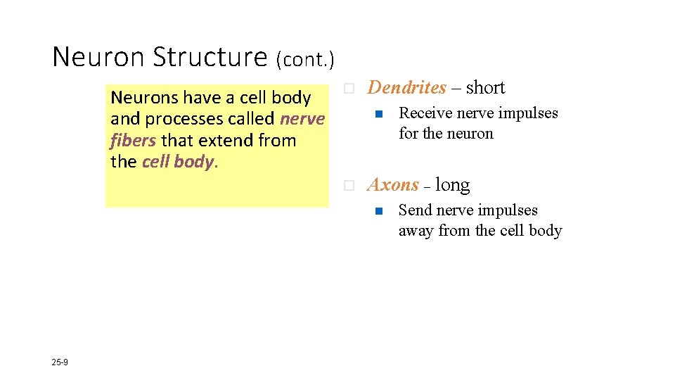 Neuron Structure (cont. ) Neurons have a cell body and processes called nerve fibers