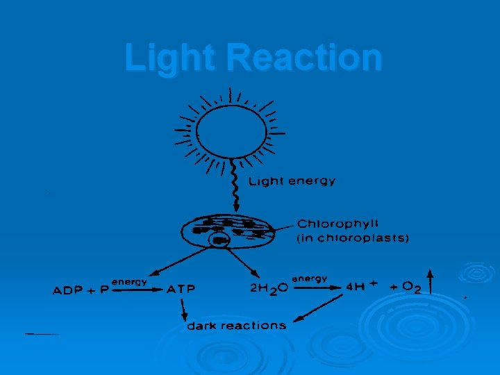 Light Reaction 