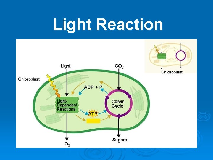 Light Reaction 