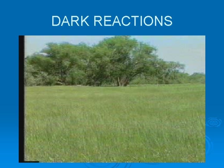 DARK REACTIONS 