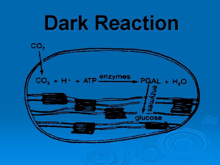 Dark Reaction 