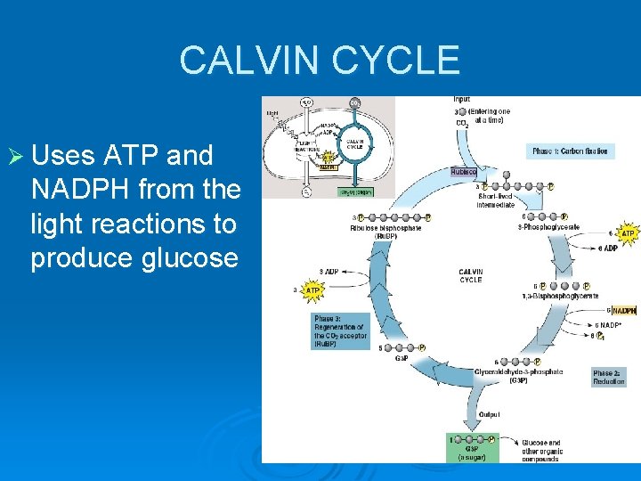 CALVIN CYCLE Ø Uses ATP and NADPH from the light reactions to produce glucose