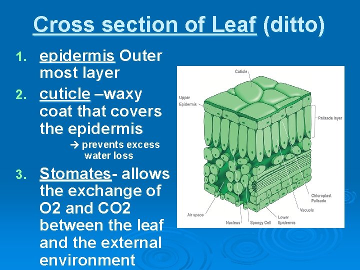 Cross section of Leaf (ditto) epidermis Outer most layer 2. cuticle –waxy coat that