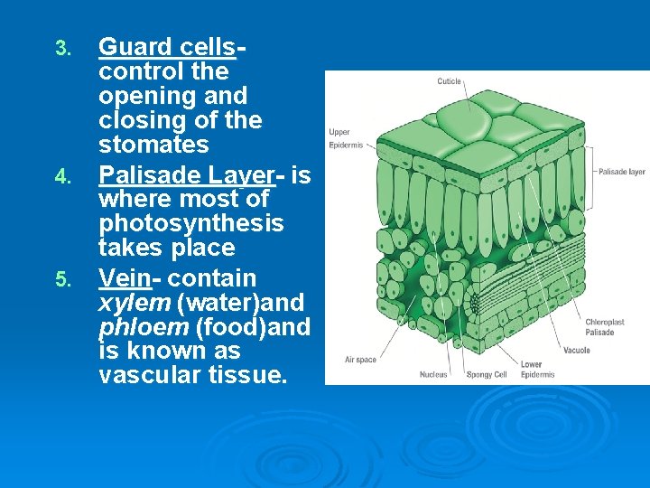 Guard cellscontrol the opening and closing of the stomates 4. Palisade Layer- is where