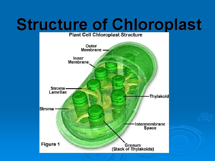Structure of Chloroplast 