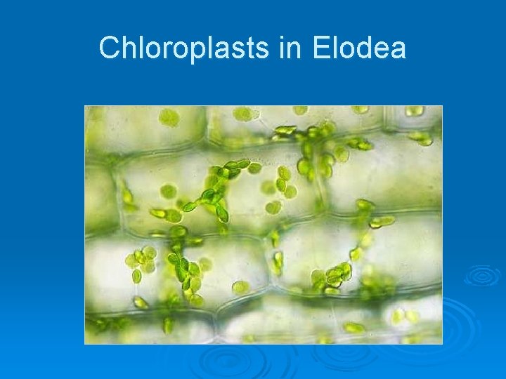 Chloroplasts in Elodea 