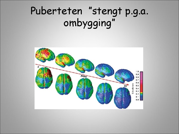 Puberteten ”stengt p. g. a. ombygging” 
