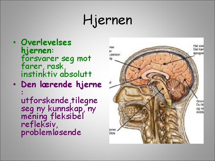 Hjernen • Overlevelses hjernen: forsvarer seg mot farer, rask, instinktiv absolutt • Den lærende