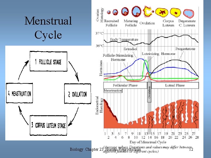 Menstrual Cycle Biology Chapter 23 Human Reproduction 12 Menstrual Cycle Biology Chapter 23 Human Reproduction 12