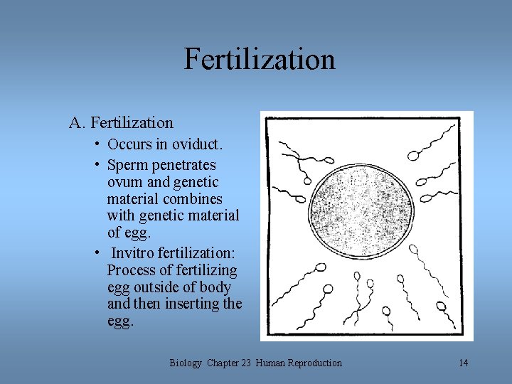 Fertilization A. Fertilization • Occurs in oviduct. • Sperm penetrates ovum and genetic material Fertilization A. Fertilization • Occurs in oviduct. • Sperm penetrates ovum and genetic material