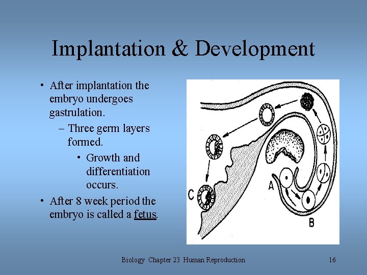 Implantation & Development • After implantation the embryo undergoes gastrulation. – Three germ layers Implantation & Development • After implantation the embryo undergoes gastrulation. – Three germ layers