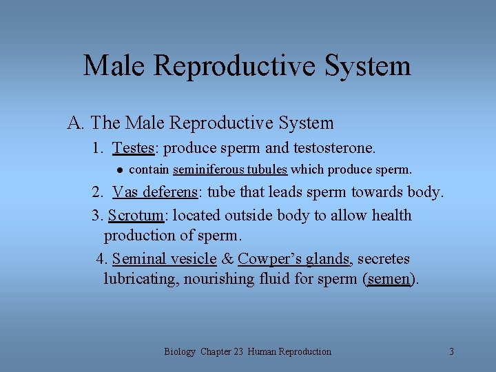Male Reproductive System A. The Male Reproductive System 1. Testes: produce sperm and testosterone. Male Reproductive System A. The Male Reproductive System 1. Testes: produce sperm and testosterone.