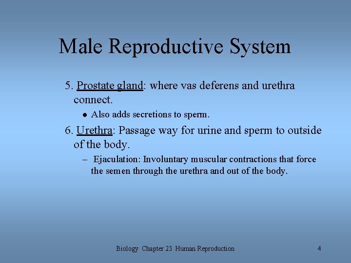 Male Reproductive System 5. Prostate gland: where vas deferens and urethra connect. l Also Male Reproductive System 5. Prostate gland: where vas deferens and urethra connect. l Also