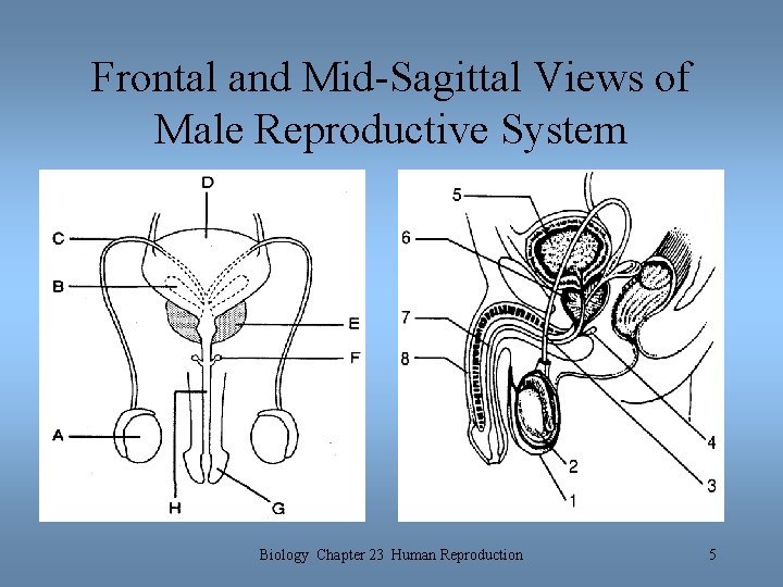 Frontal and Mid-Sagittal Views of Male Reproductive System Biology Chapter 23 Human Reproduction 5 Frontal and Mid-Sagittal Views of Male Reproductive System Biology Chapter 23 Human Reproduction 5