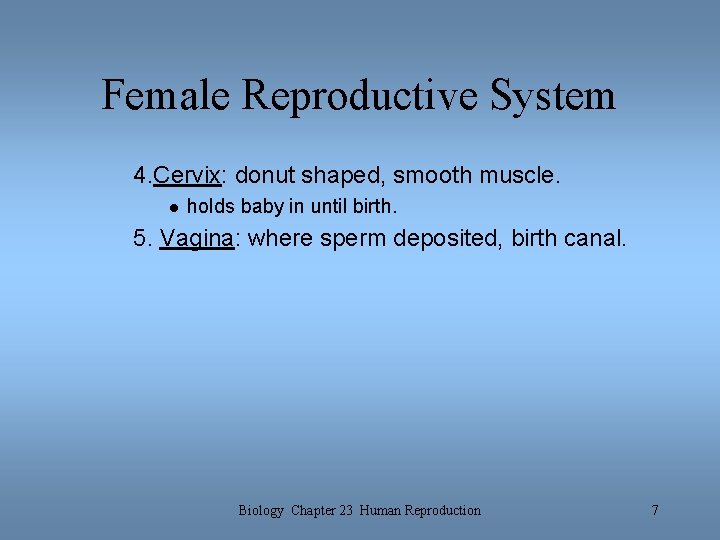 Female Reproductive System 4. Cervix: donut shaped, smooth muscle. l holds baby in until Female Reproductive System 4. Cervix: donut shaped, smooth muscle. l holds baby in until